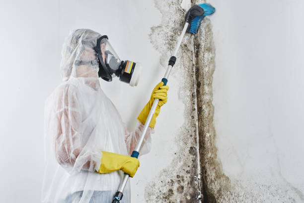 Trusted Calexico, CA Mold Removal Experts