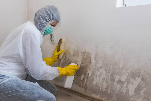 Best Certified Mold Removal  in Lexico, CA