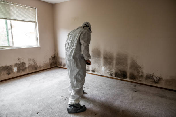 Best Mold Testing  in Lexico, CA