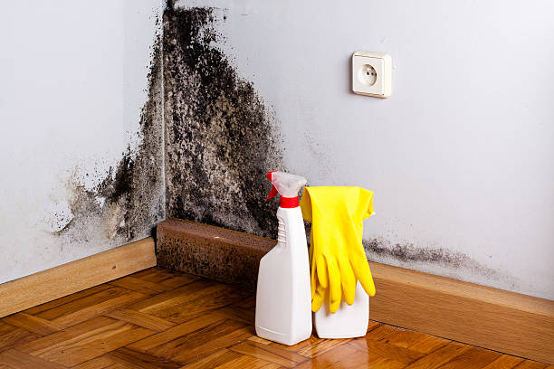 Best Crawl Space Mold Removal  in Lexico, CA