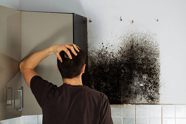 Best Office Mold Removal Services  in Lexico, CA