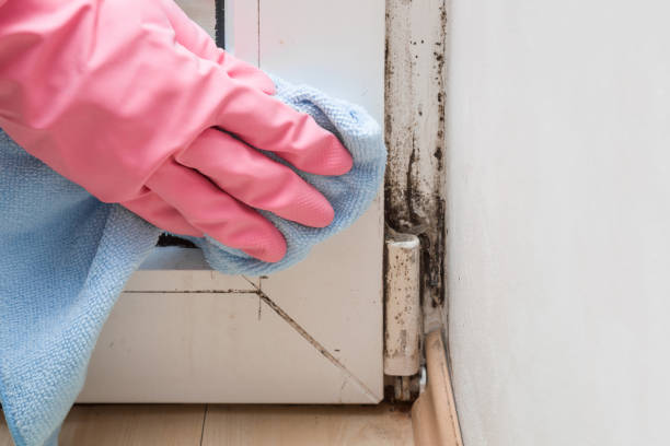 Best Mold Testing  in Lexico, CA