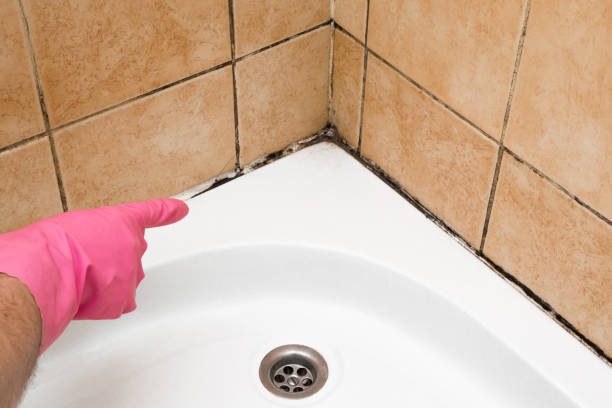 Best Local Mold Removal Service  in Lexico, CA